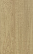 Boîte de 10 chênes européens clairs